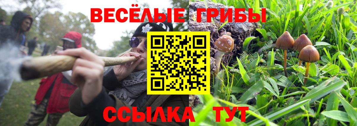 Галлюциногенные грибы Psilocybe  Вход с VPN  как найти   Сибай 